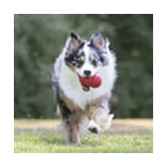 KONG Classic Medium - dog toy — 4 nuotrauka
