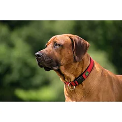 HUNTER NEOPRENE VARIO PLUS antkaklis iš neopreno šunims, 35/S, raudonas — 3 nuotrauka