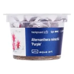 Akvariumo augalas Alternanthera reineckii Purple — 3 nuotrauka