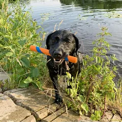 Chuckit! Ultra Fetch Stick - guminis žaislas šunims aportuoti, 28cm — 2 nuotrauka