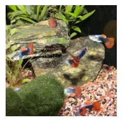 ProNovo Guppy Grano S pašaras gupijoms 250 ml — 3 nuotrauka