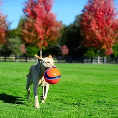 Chuckit! Kick Fetch, Groß 26-45 kg — 5 nuotrauka