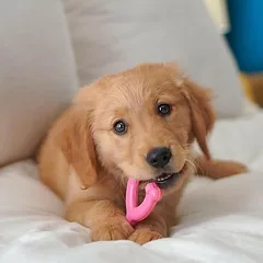 Nylabone Puppy Chicken Wishbone - kramtomasis žaislas šuniukams, su vištienos kvapu, Różowy / XS — 2 nuotrauka