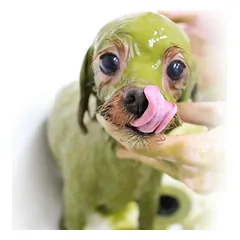 Animal Ayurveda Moisture Health Herb Starter Pack - natūrali kaukė šunims ir katėms, drėkina ir palaiko odos bei kailio sveikatą., 60g — 2 nuotrauka