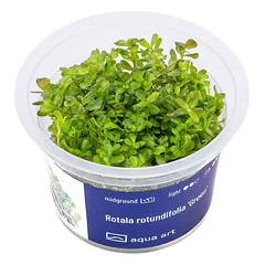 Akvariumo augalas Rotala rotundifolia Green