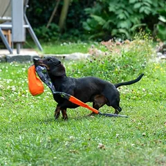 TIAKI žaislas šunims Mėtymo kamuoliukas su gaudymo uodega, apie Ø 8 x L 85 cm — 3 nuotrauka