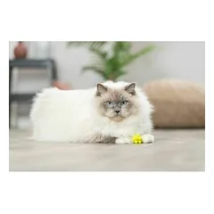 „Trixie“ gumbuotų guminių kamuoliukų žaislų rinkinys katėms 3,5 cm, 4 vnt. — 2 nuotrauka