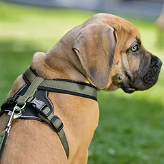 HUNTER NEOPRENE petnešos iš neopreno šunims, M– L, rusvai žalsvos — 3 nuotrauka