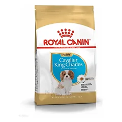 ROYAL CANIN Cavalier King Charles Spaniel Puppy 1,5 kg + STAIGMENA ŠUNIUI