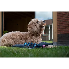 COOLPETS plūduriuojantis žaislas šunims, ryklys, pilkas — 4 nuotrauka
