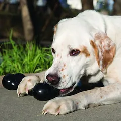 KONG Extreme Goodie Bone žaislas šunims, M (6,5 cm) — 2 nuotrauka