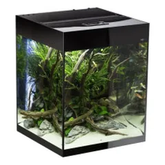 Glossy 50 ST Day&amp;Night akvariumas CUBE stačiakampis, juodas, 50x50x63 cm