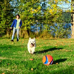 Chuckit! Kick Fetch, Groß 26-45 kg — 3 nuotrauka