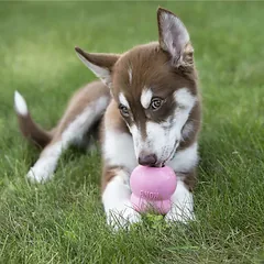 KONG Easy Treat Puppy Chicken Flavor paštetos šuniukams, skirtos užpildyti žaislus, 226 g — 3 nuotrauka