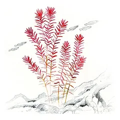 Akvariumo augalas Rotala rotundifolia — 2 nuotrauka
