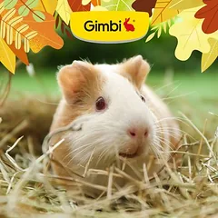 Gimbi Mother Nature Guinea Pig
