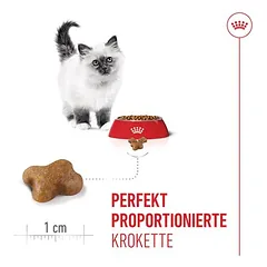 Royal Canin Kitten, > 10 kg — 5 nuotrauka