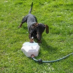 TIAKI Garden Fountain für Hunde