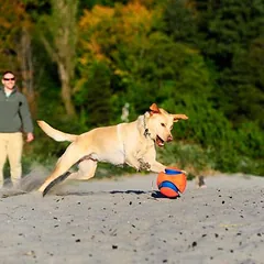 Chuckit! Kick Fetch, Groß 26-45 kg — 4 nuotrauka