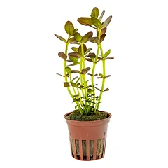 Bacopa salzmannii ‘Purple’