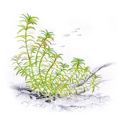 Akvariumo augalas Limnophila Vietnam — 2 nuotrauka