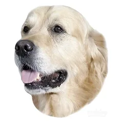 Nobby lipdukas Golden Retriever