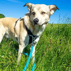 Pawz & Pepper ilgas pavadėlis Strong, mėlynas, 5 m ilgio, 10 mm pločio — 3 nuotrauka