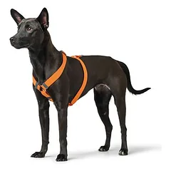 HUNTER petnešos London Vario Rapid, oranžinės, Dydis M: 58-101 cm Pilvo apimtis — 3 nuotrauka