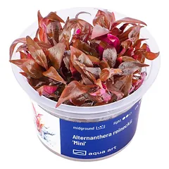Akvariumo augalas Alternanthera reineckii Mini parduotuvėje akvazoo.lt