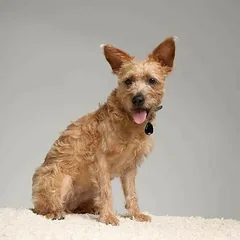 Tickless Pet ultragarsinis blusų ir erkės atbaidiklis (juoda) — 5 nuotrauka