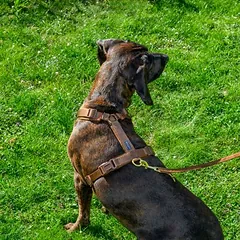 Nomad Tales Blush Limited Edition petnešos šunims, mocha, Dideliems 26–45 kg — 5 nuotrauka