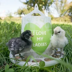 Kerbl Pet lesykla "Ladies" vištoms, 2,4 l / 2 kg — 2 nuotrauka