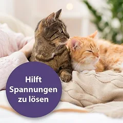 Felisept Family Comfort raminanti priemonė katėms, Ekonominis rinkinys: 3 papildomi flakonai po 45 ml (BE garintuvo!) — 5 nuotrauka