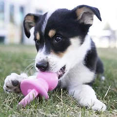 KONG Puppy kramtymo žaislas čiulptukas, Vidutiniams 11–25 kg — 2 nuotrauka