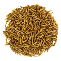 JR Farm Hermetia / juodosios kareivinės musės lervos, kibiras, 400 g — 4 nuotrauka
