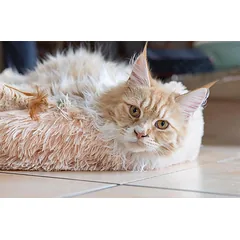 Minkštas pūkuotas guolis M 60cm smėlio spalvos — 3 nuotrauka