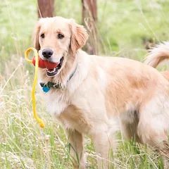 KONG Classic su virve žaislas šunims, Dideliems 26–45 kg — 2 nuotrauka