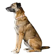 HUNTER antkaklis Malia, smėlio/natūralios spalvos, Vidutiniams 11–25 kg — 2 nuotrauka