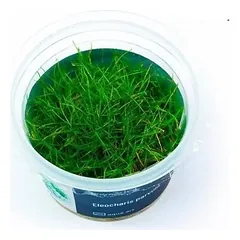 Akvariumo augalas Eleocharis parvula mini — 4 nuotrauka