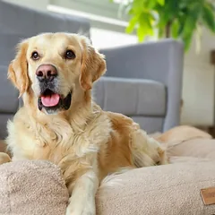DOGESTE Teddy XXL smėlio spalvos šuns guolis, 118 × 78 cm, su nemokamu personalizavimu — 3 nuotrauka