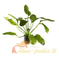 Echinodorus Green Flame