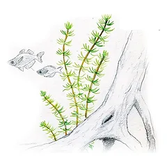 Akvariumo augalas Bacopa myriophylloides — 2 nuotrauka