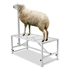 Gyvulių melžimo ir kirpimo stovas, metalinis, reguliuojamas, baltas, 47x23 colių
