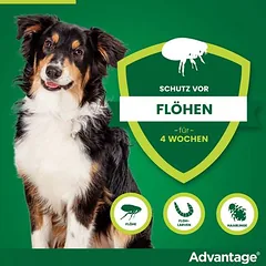 Advantage® 250 für Hunde, von 10 bis 25 kg