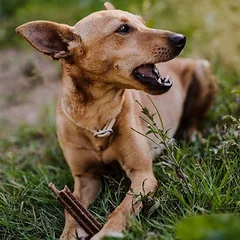 Green Petfood Denties su vabzdžiais, skanėstai šunims — 3 nuotrauka