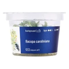 Akvariumo augalas Bacopa caroliniana — 3 nuotrauka