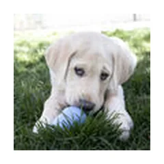 KONG Puppy Medium Assorted - puppy toy — 4 nuotrauka