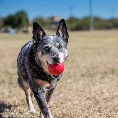 KONG Snack-Ball su skyle, žaislas šunims, Mažiems 5–10 kg — 4 nuotrauka
