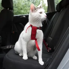 Trixie automobilio petnešos katėms