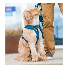 Dog Copenhagen Comfort Walk Pro petnešos, raudonos — 5 nuotrauka
